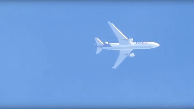 bird in flight