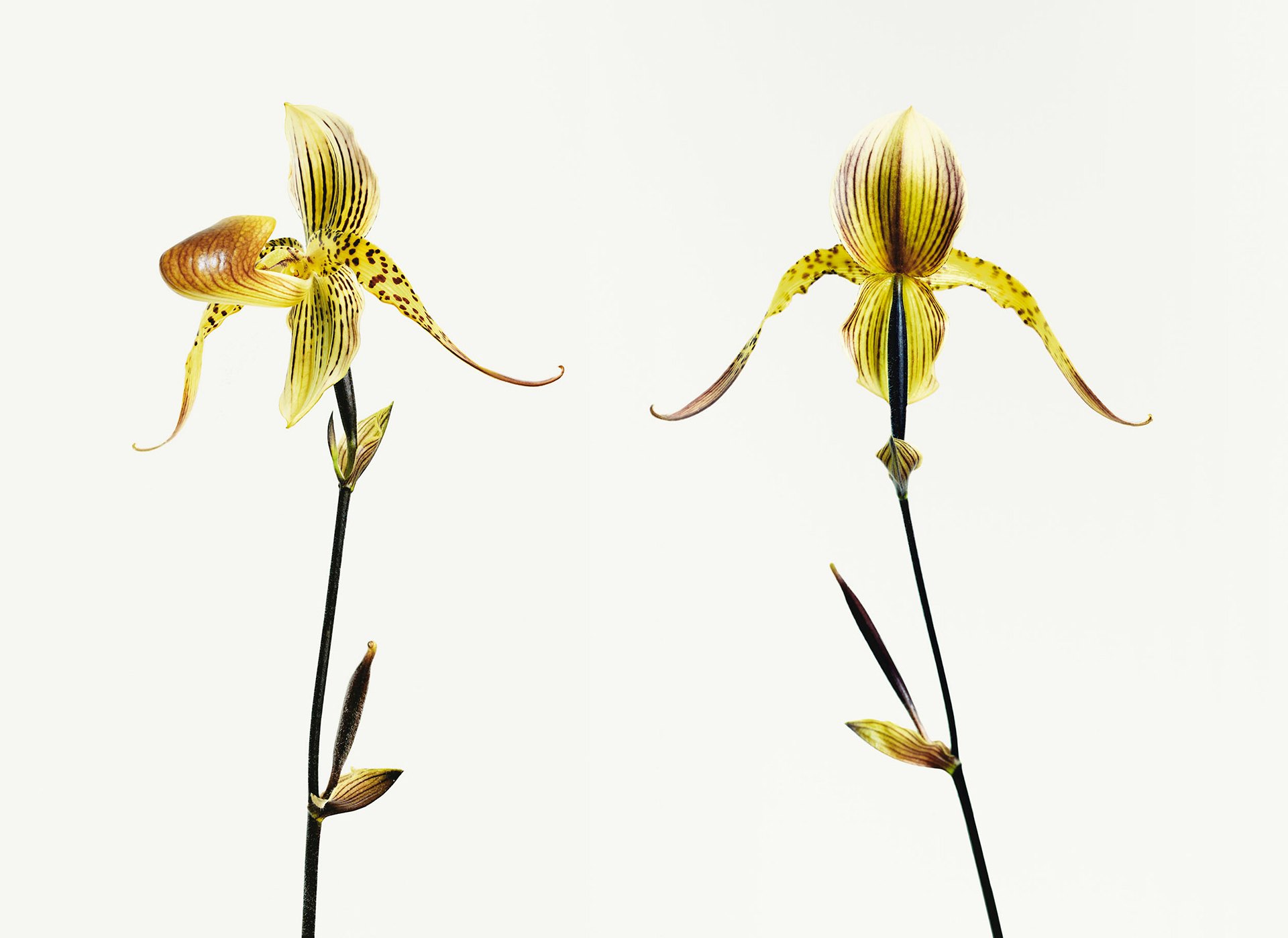 Vincent-Fournier---Orchidee-Banane-(from-the-series-'Post-Natural-History')
